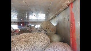 Trailing Diepeveen sheep truck from Calais (FR) to Germany