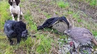 FALCONRY GOSHAWK HUNTING DUCKS, PHEASANTS & RABBITS.