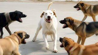 Dog Barking Sound Effect | Angry Dogs Compilation | Kutte Ki Awaaz