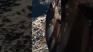 Catching tuna for sushi