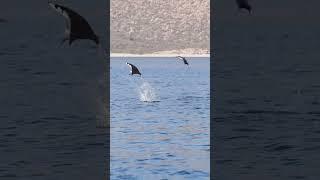 Flying Rays: Mysterious Creatures With Awesome Wings #shorts