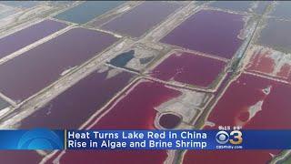 Rising Temperatures Turns Salt Water Lake Red