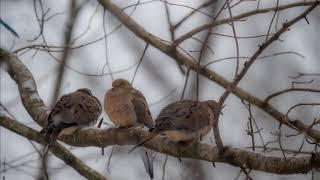 The Refuges and Refuge Ceremony, with Jonathan Foust