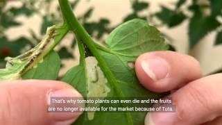 Research - biological control of Tuta absoluta with nematodes