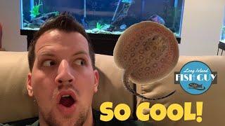 Buying FRESHWATER STINGRAYS!