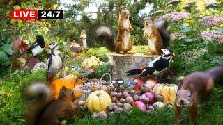 24/7 LIVE CAT TV NO ADS Squirrels & Cute Birds with Beautiful Forest Sounds