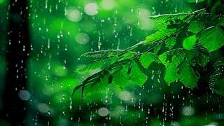 Rainy Piano Radio ️ Relaxing Music with Rain Sounds 24/7 -  For Deep Sleep, Relax, ASMR for Sleep