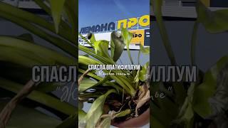 Спасла «Женское счастье» из Лемана Pro🪴 # #комнатныерастения #спатифиллум