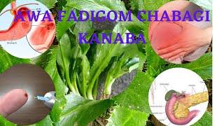 Awa fadigom/Sha maroi  chabagi kanaba # health benefits of eating culantro#false coriander#eryngo