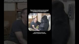 Как Робин Уильямс заставил смеяться гориллу 