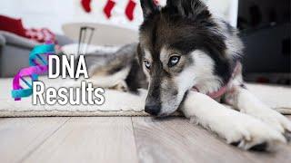 We Got Unexpected News From Kakoa's DNA Results..