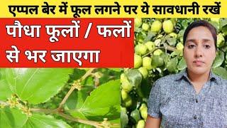 Solution- Flowers/fruit Dropping | Care of Apple Ber Plants After Flowering | Flowering in apple ber