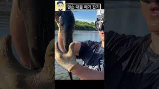 맨손으로 대물 메기 잡는 달인 #fishing #낚시 #낚시 #물멍하기 #물멍하기 #korean #물한계곡