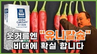 유니칼슘 비료 웃거름으로 사용하면 비대에 확실합니다. | 농사 100단