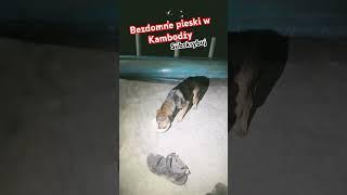 Bezdomne psiaki w Kambodży #homeless #dog #animals #friends #love #dinner #cambodia