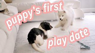 Samoyed Puppy's First Play Date & Vet Visit!