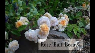 Hybrid Musk Rose 'Buff Beauty'