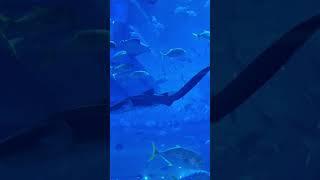 Dubai Mall Aquarium ️ #dubaiaquarium