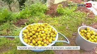 Armut Balı ( Pekmezi ) Yapımı