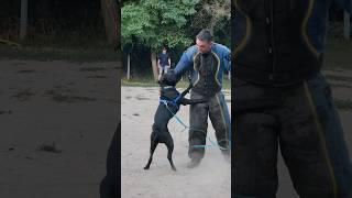 Команда "ЧУЖОЙ ". Дрессировка собак. Молодой питбуль Босс проходит обучение. СТРАЖ Одесса Украина