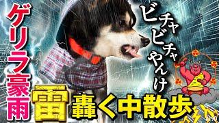 雷轟くゲリラ豪雨の中、柴犬と散歩