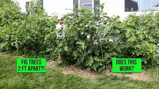 High Density Fig Trees: The Pros and Cons of Planting Fig Trees 2 ft on Center