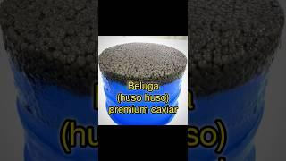 Beluga (huso huso) premium caviar #beluga#belugacaviar #fish  #seafood #caviar #food #sturgeoncaviar