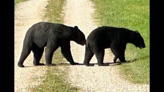 WOW! RARE Footage! Two BIG Black Bears come walking out of corn field right in front of me Wisconsin