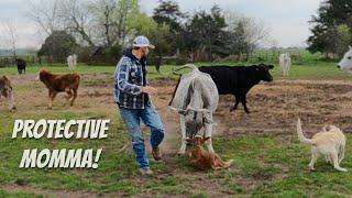 Rescuing a Newborn Calf: A Challenging Encounter with a Protective Cow