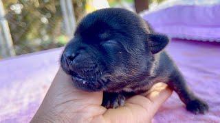 Incredible! The puppy who lost his mom at birth grew miraculously! ️