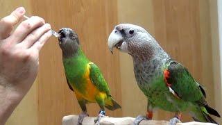 Parrots Taking Medication Together as a Flock