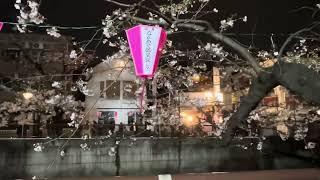 All of Tokyo Cherry Blossoms, Sakura Season 2024 - Japan's Spring!