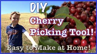 How to make a DIY Cherry Picker! Reach those sweet tasty morsels that are far up in the tree!