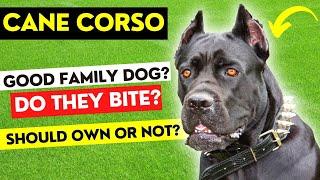 Cane Corso Dog Breed Information & Hidden Facts | Cane Corso Dog | Makoree Pedia