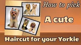 Yorkie haircuts. Puppy cuts, Teddy Bear Trims, Freestyle Fusion, whatever you call it, it's here.