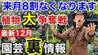 【○旬までに】12月は異常な位変動する月になりそうです　　　【カーメン君】【園芸】【ガーデニング】【初心者】