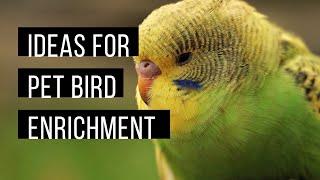 Pet bird enrichment