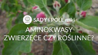 SADY I POLEmiki odc. 13 Aminokwasy – zwierzęce czy roślinne?