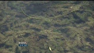 Milfoil takes over area lakes