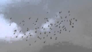 Quetta Iftikhar's Pigeons