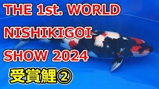 【全部撮る！】THE 1st. WORLD NISHIKIGOI SHOW 2024 【受賞鯉②】