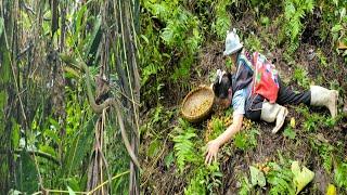 A single mother picks ripe fruit in the forest to sell and takes care of her children