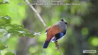 Silver-breasted Broadbill (Female) @ Chiu Sein Chiong 7796