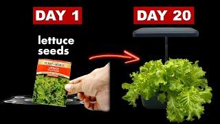 Growing LETTUCE  From Seed in Water/Hydroponics