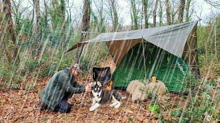 Camping With Siberian Husky Puppy in Rain with Tent and Tarp / Sleeping With Relaxing Rain Sounds