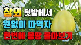 참외 딱한번 관리로 원없이 따먹자. 참외 한번에 몽땅 몰아보기