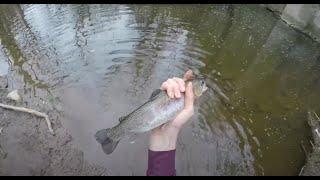 Trout Feeding Frenzy on PA Youth Mentored Day 2021! (40+ fish caught)