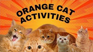 Orange Cat Activities