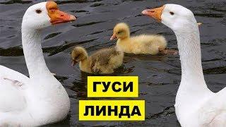 Разведение Гусей Линда как бизнес идея | Гуси породы линда