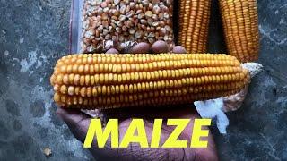 How Maize Made It's Way To Africa